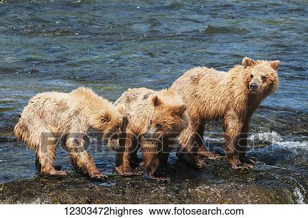 Stock Photograph - Sow with cubs play at Brooks falls, Katmai National Park, Southwest Alaska. Fotosearch