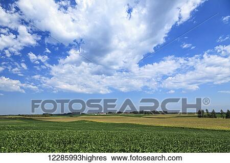 Soybean and corn fields in central Minnesota; Richmond, Minnesota, United States of America View Large Photo Image Stock Photograph - Soybean and corn fields in central Minnesota; Richmond, Minnesota, United States of America. Fotosearch