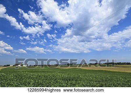 Stock Photograph - Soybean and corn fields in central Minnesota; Richmond, Minnesota, United States of America. Fotosearch