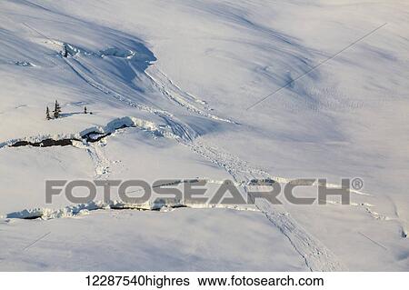 Stock Photograph - Sparse evergreen trees in a snowy field are bathed in sunset light, Kings Bay, Prince William Sound; Alaska, United States of America. Fotosearch
