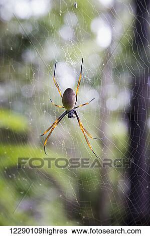 Spider in a web; Noosa Heads, Queensland, Australia View Large Photo Image Stock Photograph - Spider in a web; Noosa Heads, Queensland, Australia. Fotosearch