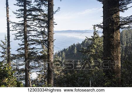 Stock Photograph - Spruce trees stand tall on Cape Lookout; Netarts, Oregon, United States of America. Fotosearch