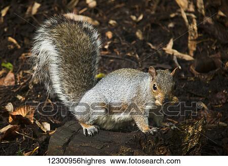 Stock Photograph - Squirrel eating a nut on a tree stump in autumn; Gateshead, Tyne and Wear, England. Fotosearch