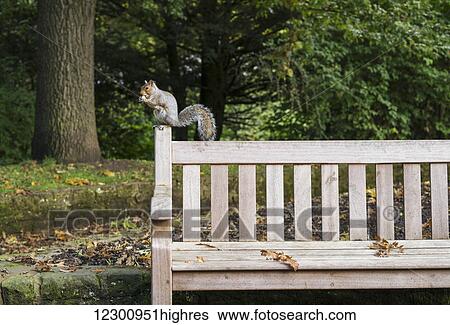 Stock Photograph - Squirrel eating a nut while perched on a wooden bench; Gateshead, Tyne and Wear, England. Fotosearch
