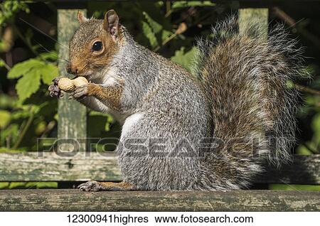 Squirrel holding a shelled peanut; Gateshead, Tyne and Wear, England View Large Photo Image Stock Photograph - Squirrel holding a shelled peanut; Gateshead, Tyne and Wear, England. Fotosearch