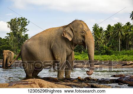 Sri Lankan elephant (Elephas maximus maximus), one of three recognized subspecies of the Asian elephant and native to Sri Lanka, and is listed as endangered. The population has declined by at least 50% over the last 6075 years. The species is... View Large Photo Image Stock Photograph - Sri Lankan elephant (Elephas maximus maximus), one of three recognized subspecies of the Asian elephant and native to Sri Lanka, and is listed as endangered. The population has declined by at least 50% over the last 6075 years. The species is.... Fotosearch