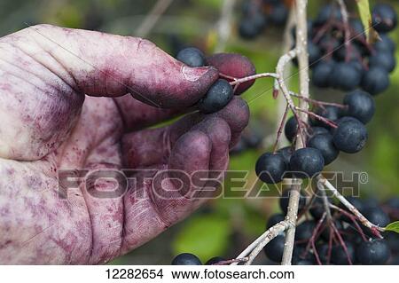 Stained hands picking Aronia (Chokeberry) (melanocarpa); Queenstown, Maryland, United States of America View Large Photo Image Picture - Stained hands picking Aronia (Chokeberry) (melanocarpa); Queenstown, Maryland, United States of America. Fotosearch