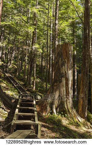 Stock Photograph - Stairs on the Gavin Hill Trail in the Boreal Rainforest, Sitka, Southeast Alaska, USA, Summer. Fotosearch