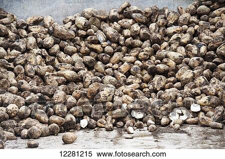 Stockpile of fodder beet to be added into a complete diet mix for in lamb ewes; Cumbria, England View Large Photo Image Stock Photography - Stockpile of fodder beet to be added into a complete diet mix for in lamb ewes; Cumbria, England. Fotosearch