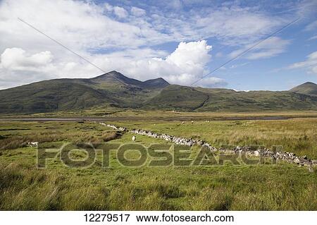 Stock Photo - Stone wall dividing fields where sheep are grazing; Cumbria, England. Fotosearch