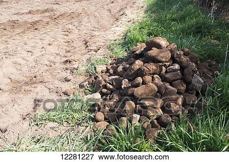 Stones taken from seed bed and dropped onto the edge of the headland; Yorkshire, England View Large Photo Image Stock Photo - Stones taken from seed bed and dropped onto the edge of the headland; Yorkshire, England. Fotosearch