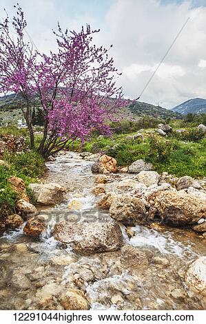 Stock Photograph - Stream coming off Mount Herman with lush grass and blossoming shrubs; Israel. Fotosearch