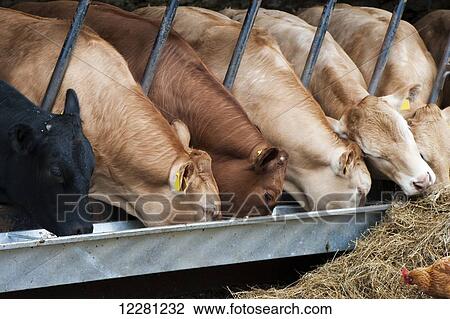 Suckler beef cattle eating food ration from trough; Cumbria, England View Large Photo Image Stock Image - Suckler beef cattle eating food ration from trough; Cumbria, England. Fotosearch