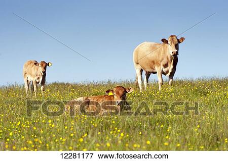 Stock Photo - Suckler beef cattle in pasture; Cumbria, England. Fotosearch