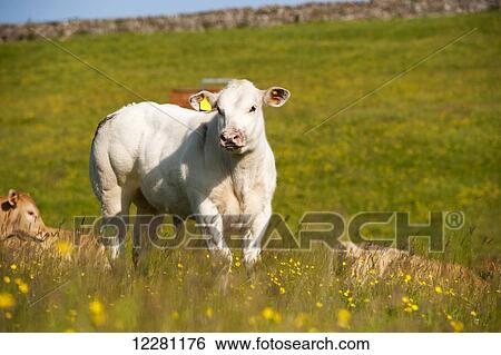 Suckler beef cattle in pasture; Cumbria, England View Large Photo Image Stock Photograph - Suckler beef cattle in pasture; Cumbria, England. Fotosearch