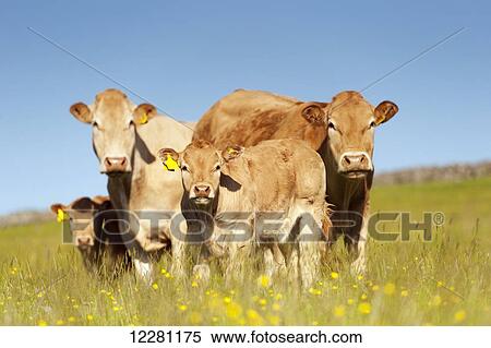 Suckler beef cattle in pasture; Cumbria, England View Large Photo Image Stock Photography - Suckler beef cattle in pasture; Cumbria, England. Fotosearch