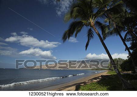 Stock Photograph - Sugar beach, coconut trees, Maalia and West Maui Mountains in the distance; Maui, Hawaii, United States of America. Fotosearch
