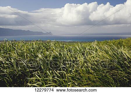 Picture - Sugar cane field on West Maui with the Pacific Ocean, mountains, clouds and blue sky in the background; Maui, Hawaii, United States of America. Fotosearch