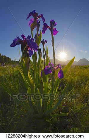 Stock Photograph - Sunburst shines through clump of wild iris, Pasagshak, Kodiak, Alaska, summer.. Fotosearch