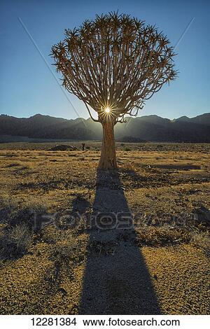 Sunburst through a Kookerboom tree in Richtersveld National Park; South Africa View Large Photo Image Picture - Sunburst through a Kookerboom tree in Richtersveld National Park; South Africa. Fotosearch