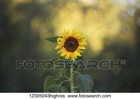 Stock Photograph - Sunflower in bloom, Palmer, Southcentral Alaska. Fotosearch