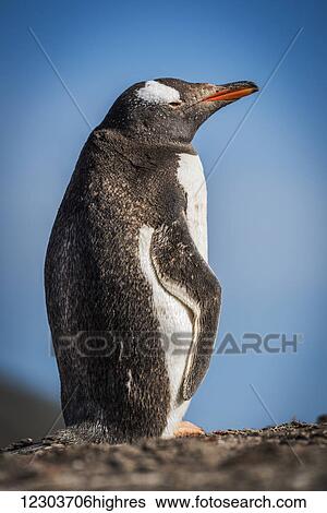 Stock Photograph - Sunny gentoo penguin (Pygoscelis papua) chick on rocky horizon; Antarctica. Fotosearch