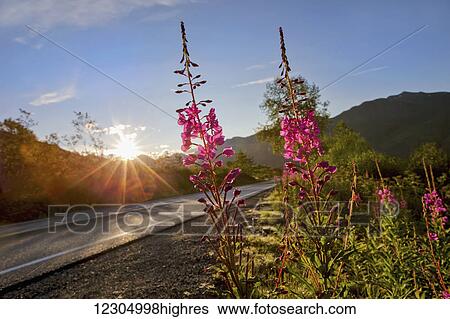 Stock Photograph - Sunrise on the road to Hatcher Pass with Fireweed in the foreground, Southcentral Alaska, summer. Fotosearch
