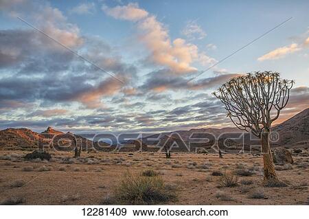 Sunrise over Richtersveld National Park, Kookerboom trees dot the landscape; South Africa View Large Photo Image Stock Photo - Sunrise over Richtersveld National Park, Kookerboom trees dot the landscape; South Africa. Fotosearch