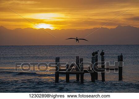Sunrise over the ocean with a pelican in flight; Playa del Carmen, Quintana Roo, Mexico View Large Photo Image Stock Photograph - Sunrise over the ocean with a pelican in flight; Playa del Carmen, Quintana Roo, Mexico. Fotosearch