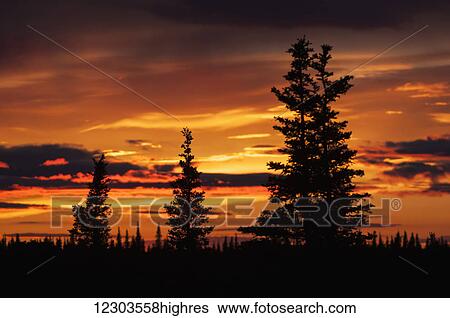 Stock Photograph - Sunrise sihouettes a stand of black spruce; United States of America. Fotosearch