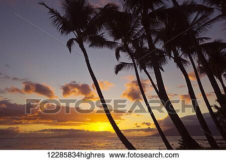 Sunset and silhouette of palm trees; Keawekapu, Wailea, Maui, Hawaii, United States of America View Large Photo Image Stock Photograph - Sunset and silhouette of palm trees; Keawekapu, Wailea, Maui, Hawaii, United States of America. Fotosearch