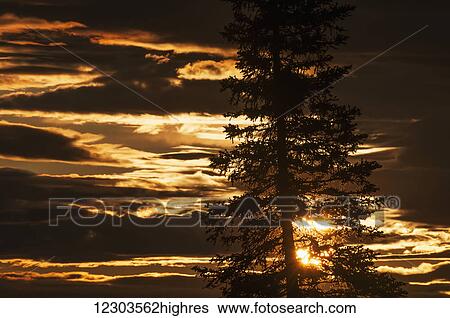 Sunset lines the sky behind a solitary black spruce; United States of America View Large Photo Image Stock Photograph - Sunset lines the sky behind a solitary black spruce; United States of America. Fotosearch