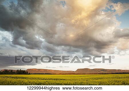 Sunset over a canola field; Thunder Bay, Ontario, Canada View Large Photo Image Stock Photograph - Sunset over a canola field; Thunder Bay, Ontario, Canada. Fotosearch