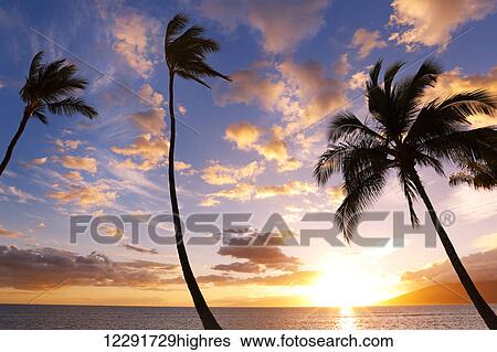 Stock Photograph - Sunset Palm Trees in Hawaii. Fotosearch