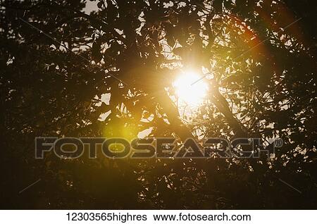 Stock Photograph - Sunset through the alder trees; United States of America. Fotosearch