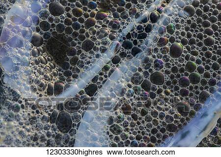 Surf bubbles wash over a Razor Clam shell on the beach; Cannon Beach, Oregon, United States of America View Large Photo Image Stock Photograph - Surf bubbles wash over a Razor Clam shell on the beach; Cannon Beach, Oregon, United States of America. Fotosearch