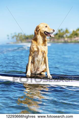 Stock Photograph - Surfing Dog, Happy Young Golden Retriever on Surf Board. Fotosearch