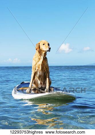Surfing Dog, Happy Young Golden Retriever on Surf Board View Large Photo Image Stock Photograph - Surfing Dog, Happy Young Golden Retriever on Surf Board. Fotosearch