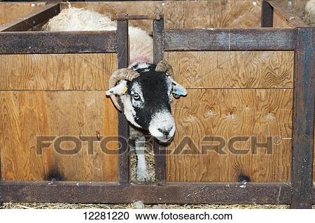 Swaledale ewe in lamb adoption crate to foster on orphaned lamb; Cumbria, England View Large Photo Image Stock Image - Swaledale ewe in lamb adoption crate to foster on orphaned lamb; Cumbria, England. Fotosearch