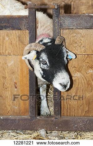 Swaledale ewe in lamb adoption crate to foster on orphaned lamb; Cumbria, England View Large Photo Image Stock Image - Swaledale ewe in lamb adoption crate to foster on orphaned lamb; Cumbria, England. Fotosearch