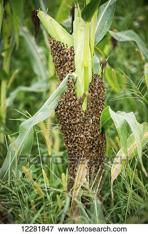 Stock Photo - Swarm of honey bees (Apis Mellifera) on stalk of corn; Knoxville, Pennsylvania, United States of America. Fotosearch