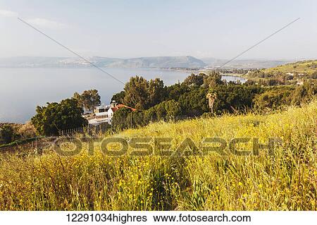 Tall grass in a field and view of the Sea of Galilee; Isreal View Large Photo Image Stock Photograph - Tall grass in a field and view of the Sea of Galilee; Isreal. Fotosearch