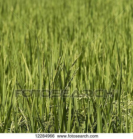 Stock Photograph - Tall grasses in a field; Thimphu, Bhutan. Fotosearch