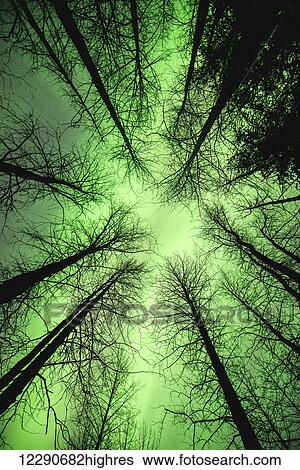 The aurora borealis glows overhead in a spruce forest in Portage Valley, Chugach National Forest, Southcentral Alaska. View Large Photo Image Stock Photograph - The aurora borealis glows overhead in a spruce forest in Portage Valley, Chugach National Forest, Southcentral Alaska.. Fotosearch
