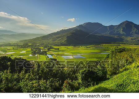 Stock Photograph - The Hanalei Lookout provides a view of taro plantations in Kauai, where most of the taro in Hawaii is grown; Kauai, Hawaii, United States of America. Fotosearch