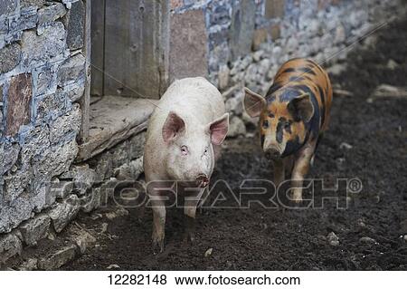 The Mane Intent equestrian centre, pigs in their pen; Keane, Ontario, Canada View Large Photo Image Stock Photo - The Mane Intent equestrian centre, pigs in their pen; Keane, Ontario, Canada. Fotosearch