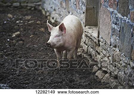 Stock Photo - The Mane Intent equestrian centre, pigs in their pen; Keane, Ontario, Canada. Fotosearch