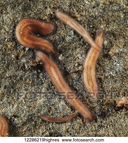 Stock Photograph - The planarian Polycelis coronata borealis is commonly found living on the underside of rocks in Alaska salmon streams. Fotosearch