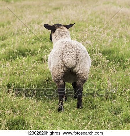 Stock Photograph - The rear of a sheep standing in a grass field; John O'Groats, Scotland. Fotosearch