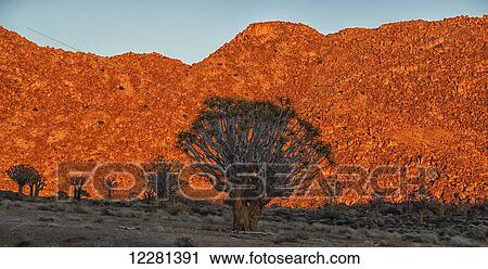 Stock Image - The rising sun illuminates the mountains of Richtersveld National Park as the Kookerboom trees stand silent in the desert; South Africa. Fotosearch
